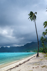 Image showing Palm trees on Temae Beach in Moorea island