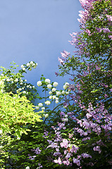 Image showing Flower background