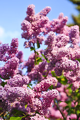 Image showing Lilac