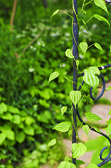 Image showing Vine on wrought iron arbor