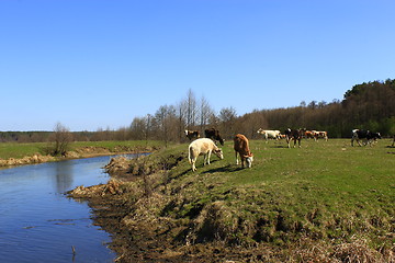 Image showing cow goes near the river