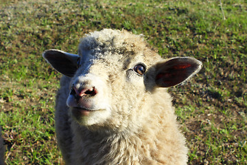 Image showing close up of sheep on the grass