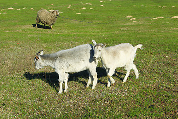 Image showing Goat and kid on the pasture