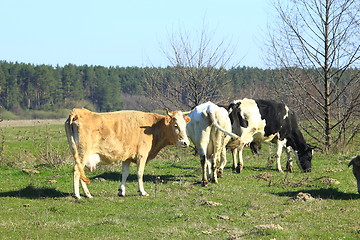 Image showing cows on the farm pasture