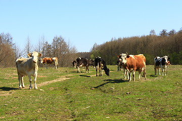 Image showing cows on the farm pasture