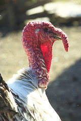 Image showing turkey-cock's head