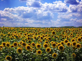 Image showing Field with sunflowers