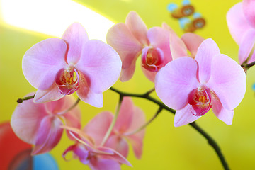 Image showing pink orchid blossoming 