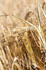 Image showing wheat field, close-up