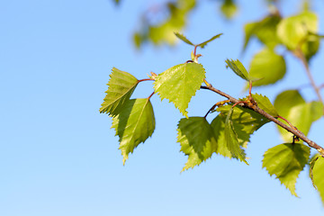 Image showing Young leaves of birch