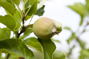 Image showing green leaves of apple trees and apples