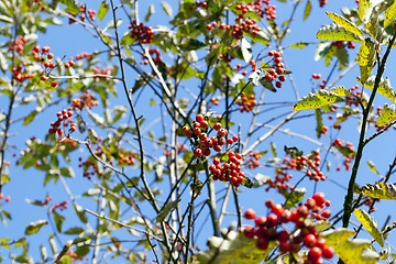 Image showing red mountain ash in the autumn