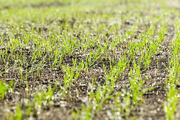 Image showing stalk of wheat, frost