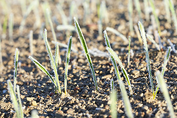 Image showing green wheat in frost, close-up