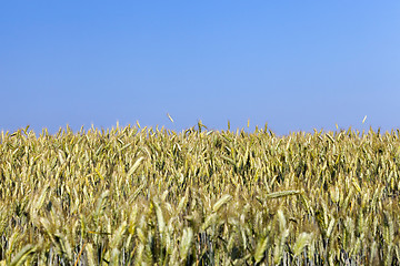 Image showing mature cereal, close-up