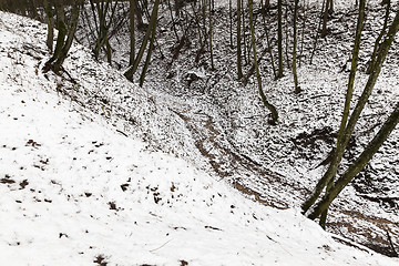 Image showing trees in winter, snow