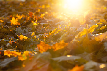 Image showing The fallen maple leaves