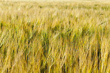 Image showing field with mature rye