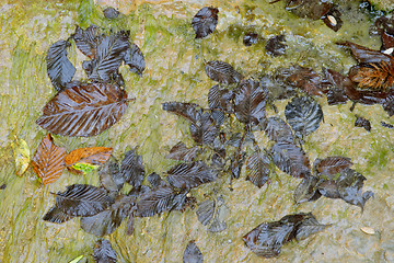 Image showing Brown leaves and wet rock texture from Perino river, Valtrebbia, Italy