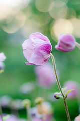 Image showing Pale pink flower Japanese anemone, close-up