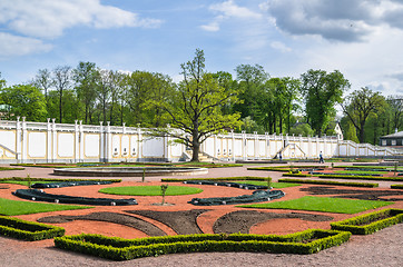 Image showing  Old Oak in spring time Kadriorg park, Tallinn, Estonia