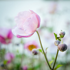 Image showing Pale pink flower Japanese anemone, close-up