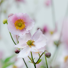 Image showing Pale pink flower Japanese anemone, close-up