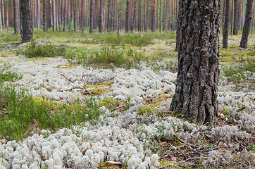 Image showing  Pine forest