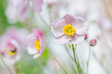 Image showing Pale pink flower Japanese anemone, close-up