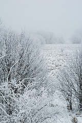 Image showing Fog in the winter, the trees covered with hoarfrost