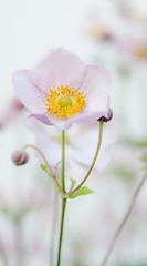 Image showing Pale pink flower Japanese anemone, close-up