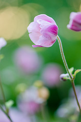 Image showing Pale pink flower Japanese anemone, close-up