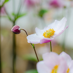 Image showing Pale pink flower Japanese anemone, close-up