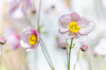 Image showing Pale pink flower Japanese anemone, close-up
