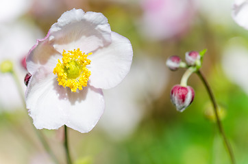 Image showing Pale pink flower Japanese anemone, close-up