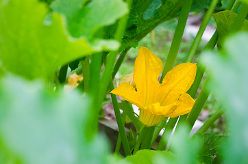 Image showing pumpkin flower