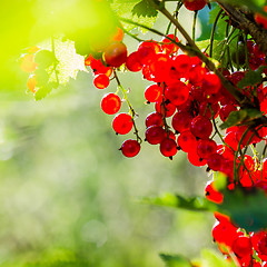 Image showing Ripe red currant berries in the sun