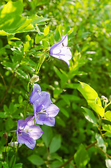 Image showing Flowering bells, close-up