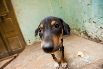 Image showing Puppies, India