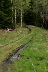 Image showing Muddy dirt road