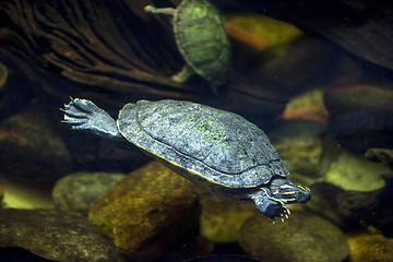 Image showing Sea turtle in an aquarium