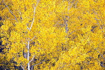 Image showing White Aspen Trees Forest Fall Colors Leaves Changing Autumn