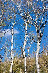 Image showing Leaves Falling off White Barked Tree Forest