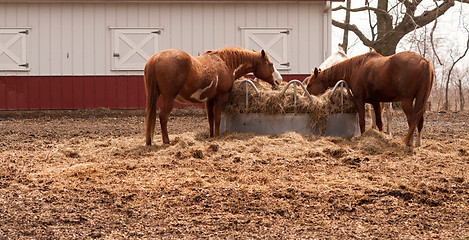 Image showing Ranch Paddock Feed Circle Livestock Horses Feeding Stray Hay