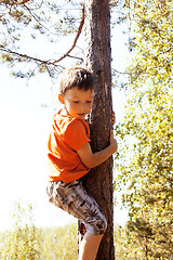 Image showing little cute real boy climbing on tree hight, outdoor lifestyle c