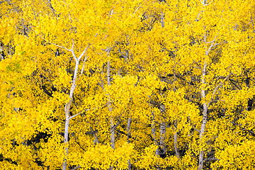 Image showing White Aspen Trees Forest Fall Colors Leaves Changing Autumn