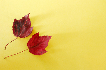 Image showing Red Leaves Yellow Paper