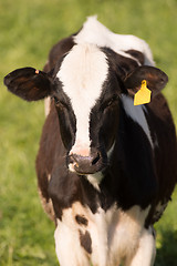 Image showing Dairy Cow Farm Field Ranch Animal Domestic Cattle Livestock