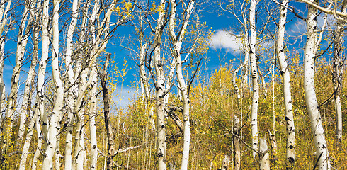 Image showing Leaves Falling off White Barked Tree Forest