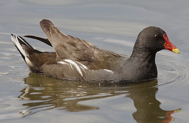 Image showing Moorhen in the water.